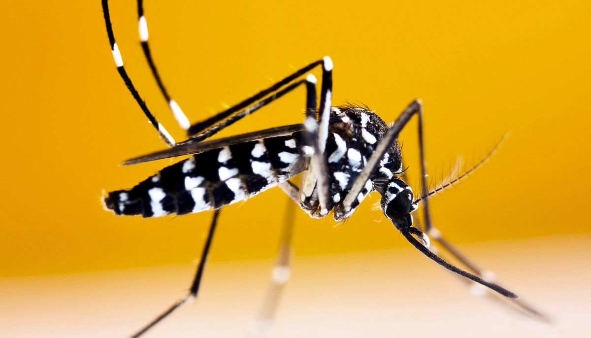Комаров Aedes albopictus