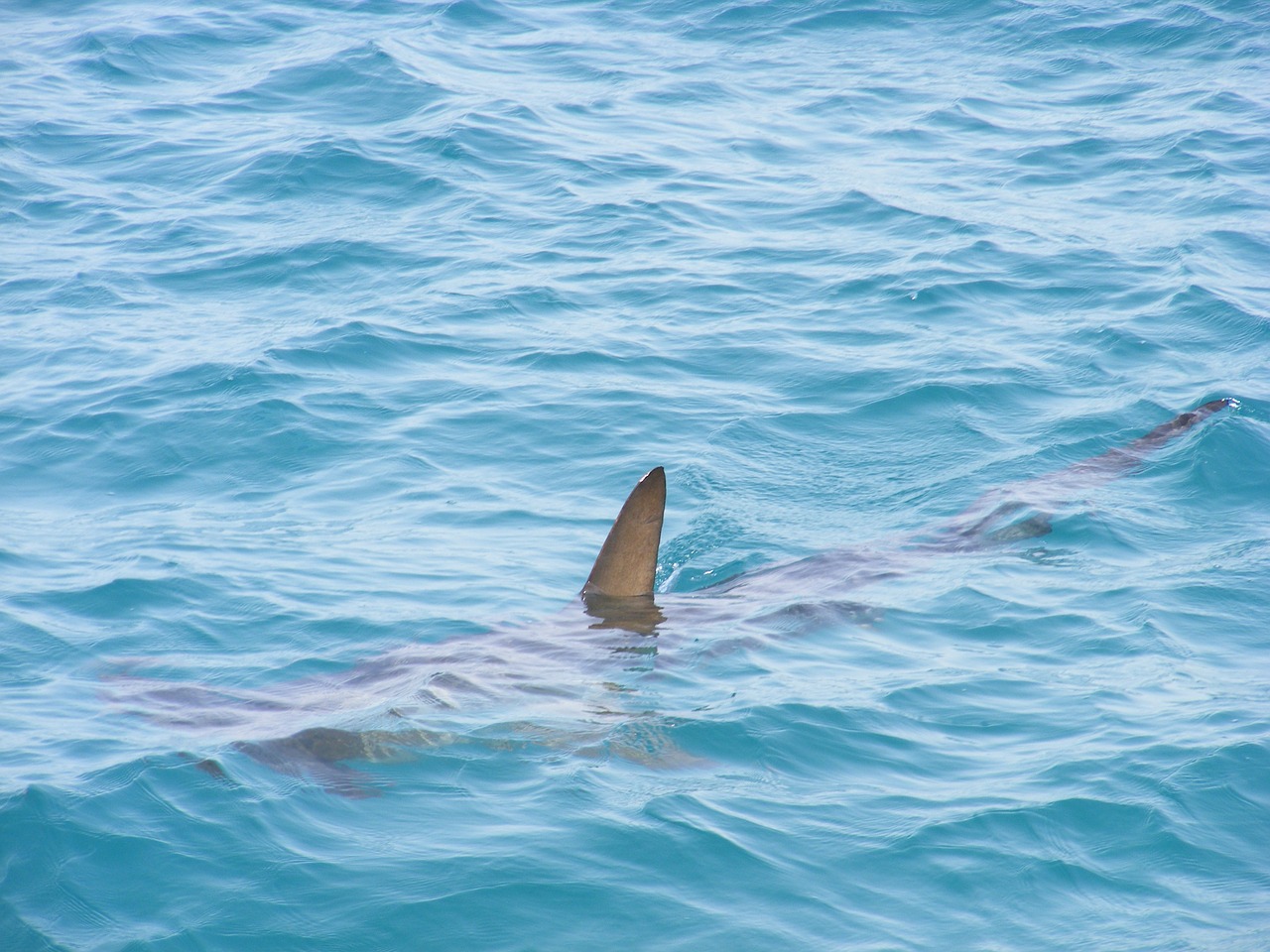 акулы на берегу