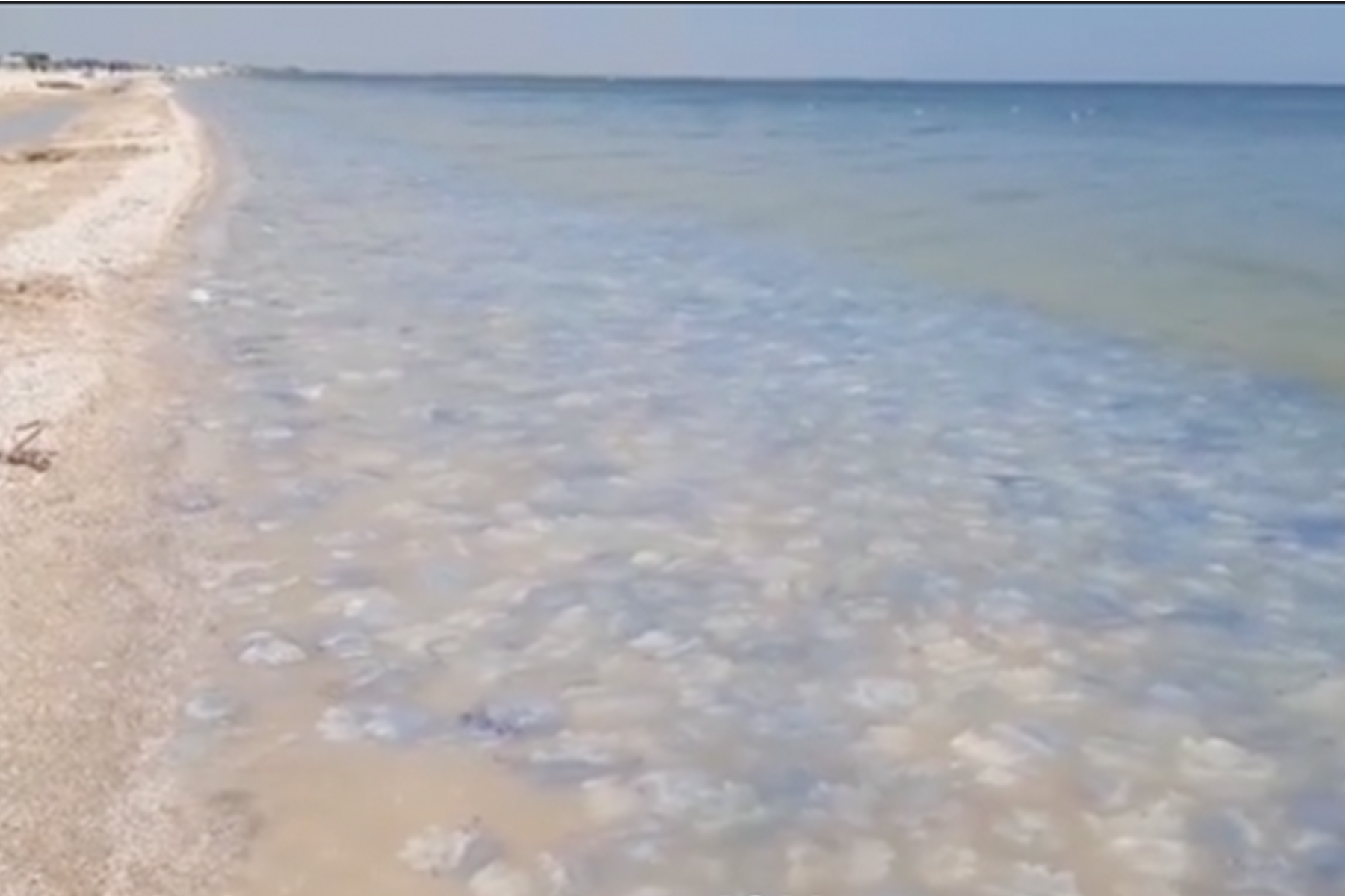 Медузы азовское море