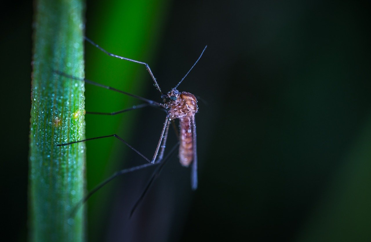 Малярийный комар фото