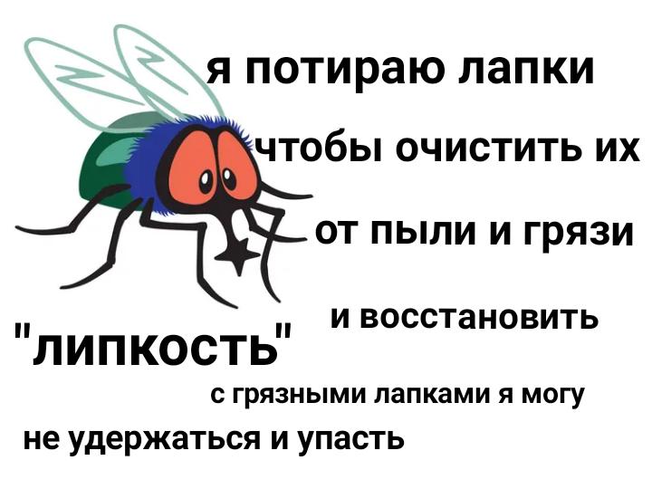 Как жужжит муха. Почему мухи потирают лапки. Муха потирает лапки Мем. Почему Муха Трет лапки. Почему Муха потирает лапки и голову.