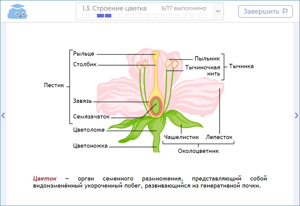 Изучите особенности строения растений. Строение цветка таблица. Биология строение девочки.