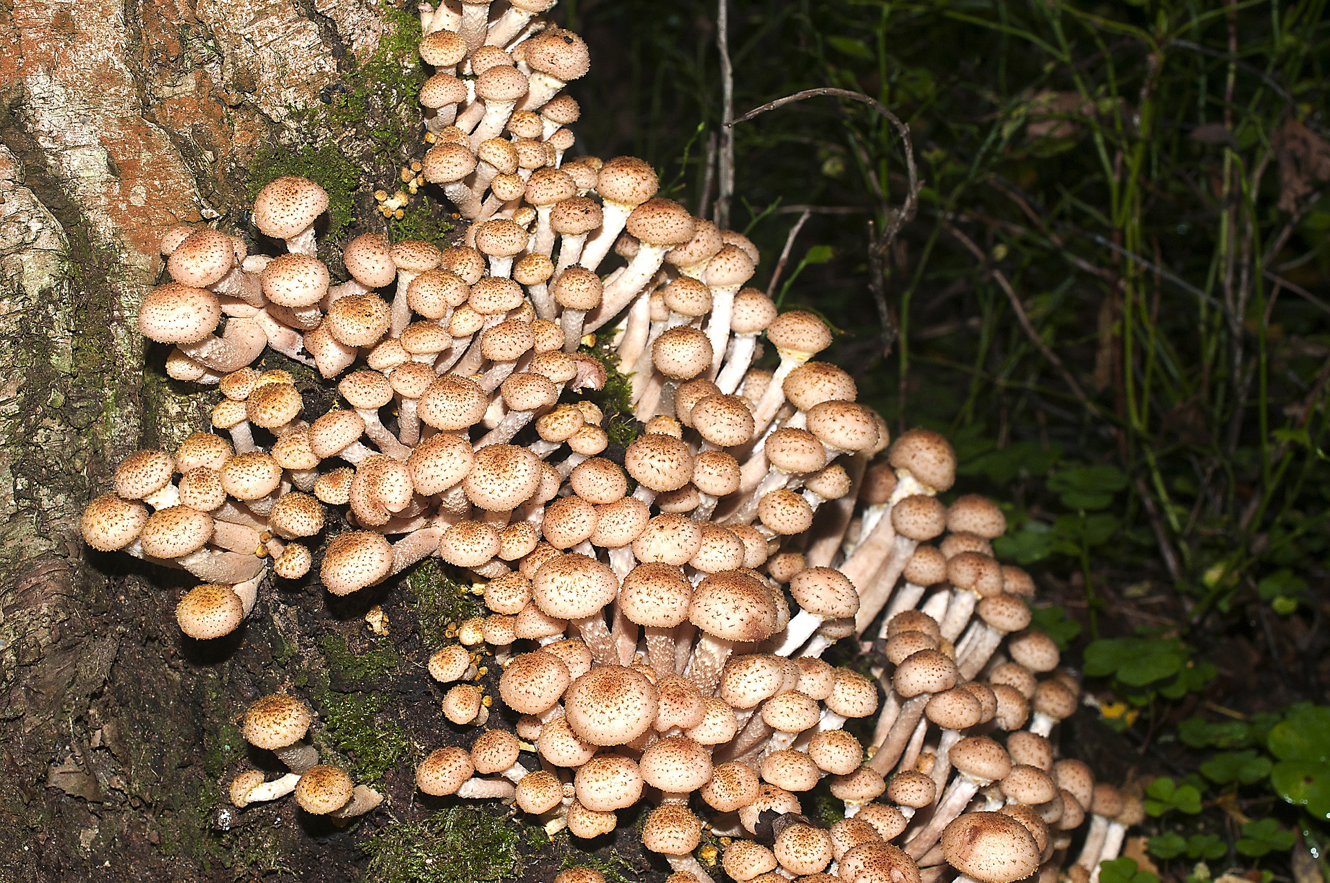 Ученые выяснили, как выживает самый большой гриб в мире. Он весит больше 35 000 тонн