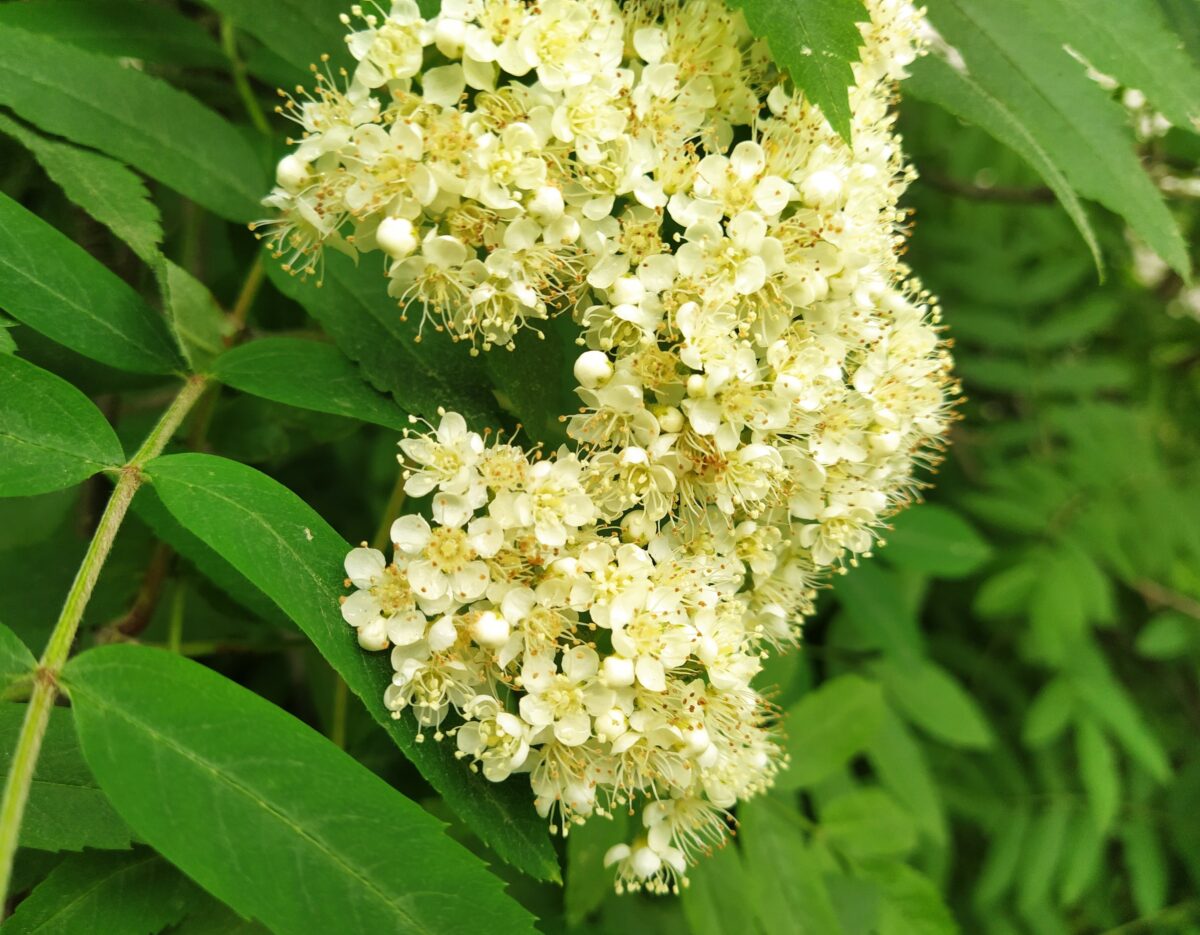 Карпов день: что нельзя делать 7 июня, чтобы не остаться в одиночестве