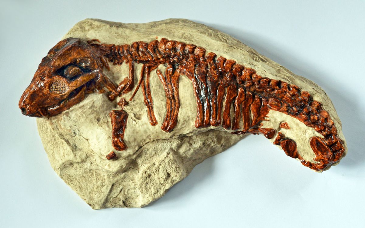 Ископаемые рептилии. Тринаксодон скелет. Горгонопс окаменелость. Тринаксодон Пермское вымирание. АКАНТОСТЕГА окаменелость.