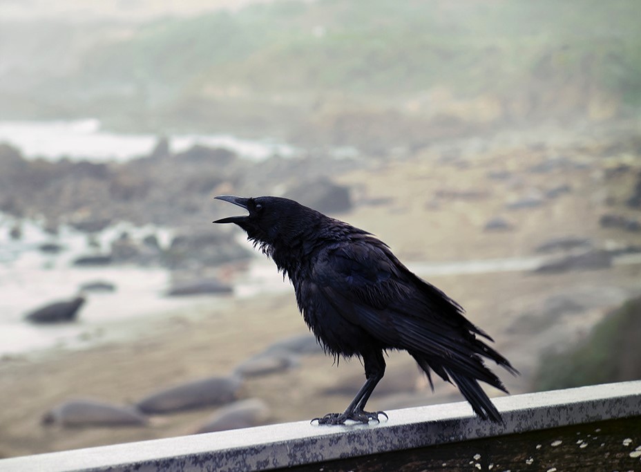 Сон вороны. Crow Hunting. Кроухантинг. Чёрный ворон слушать.