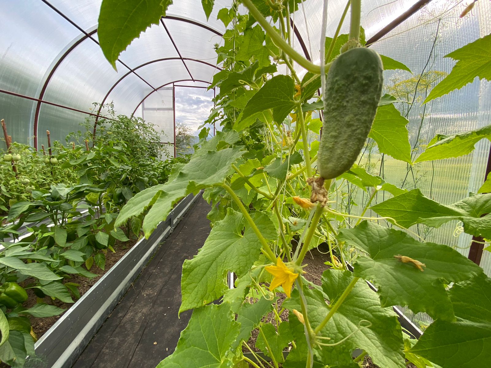 Икона святого Тимофея