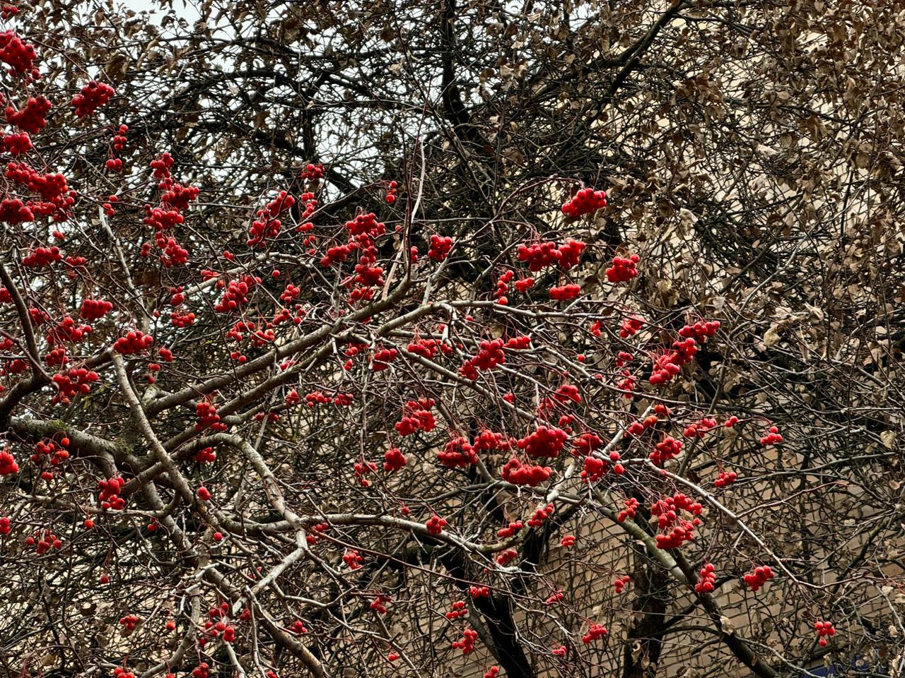 Как отметить курьи именины и спокойно уснуть в гробу